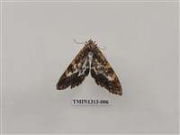 藏品(尺蠖蛾科)的圖片